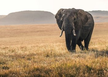 Słonie wyczuwają wibracje podłoża z odległości ponad 10 kilometrów
