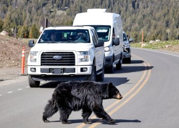 Lipiec to najbardziej tragiczny miesiąc w Parku Narodowym Yellowstone