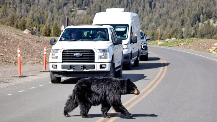 Lipiec to najbardziej tragiczny miesiąc w Parku Narodowym Yellowstone