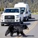 Lipiec to najbardziej tragiczny miesiąc w Parku Narodowym Yellowstone