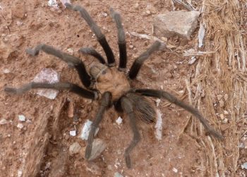 Tarantule w Parku Narodowym Zion szykują się do godów i śmierci