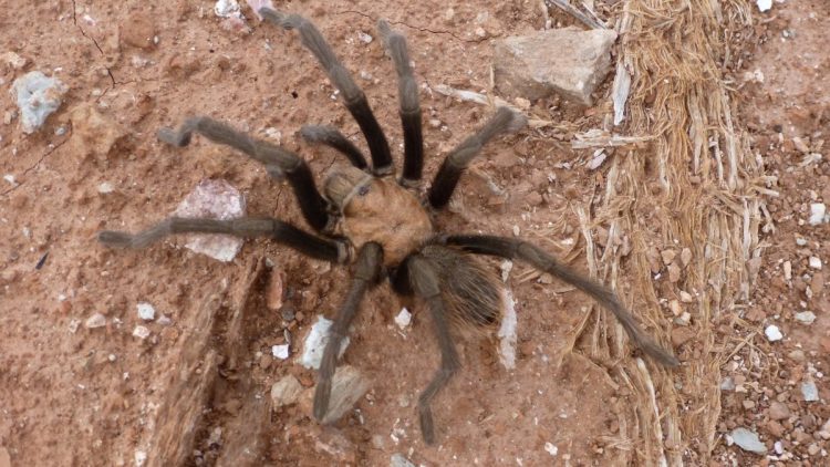 Tarantule w Parku Narodowym Zion szykują się do godów i śmierci