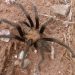 Tarantule w Parku Narodowym Zion szykują się do godów i śmierci
