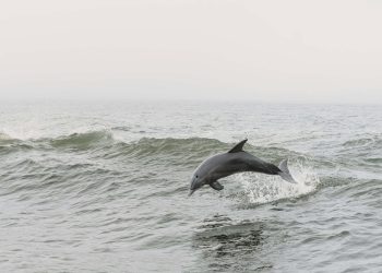 Delfiny z różnych stron Australii nauczyły się używać muszli do polowania